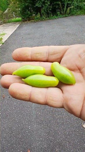 My Dancing Green Fingers Tomato | Taste Test
