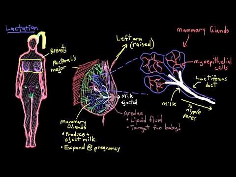 Khan Academy - Breast Anatomy and Lactation