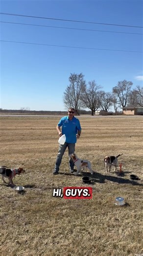 Beagle Hunting Adventures at Walnut Creek