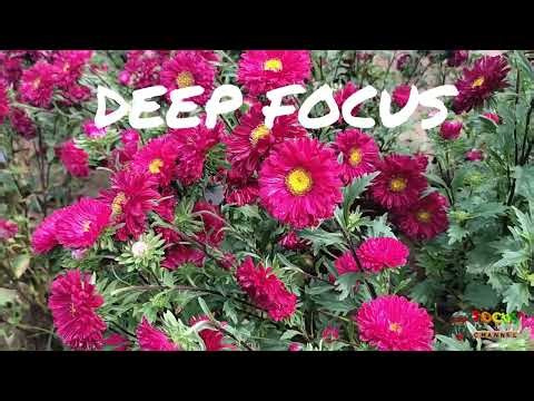 Deep Focus - Music For Studying, Concentration and Work | Focus Channel #concentration #study #music