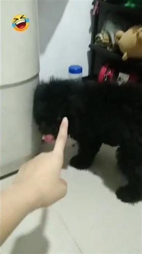 Dora, I need your help! 🤣 #cosmotheminipoodle