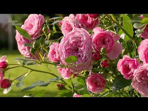 Gartenrosen - Rosen Tantau