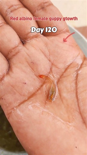 Red albino female guppy fish growth time lapse #fishshorts #fishkeepinghobby #guppyfish #fish