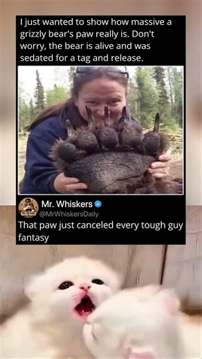 That Grizzly Bear Paw Somehow Just Made Every Tough Guy Humble
