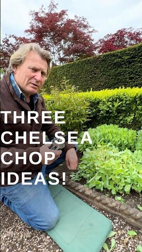 What Is the Chelsea Chop? Pruning for More Flowers with These Three Methods #perennials #pruningtips