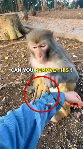 This Monkey Solved the Problem in Seconds 🐒💡