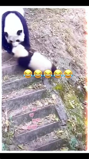 Bad mom? | World Panda Reporters