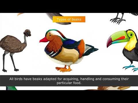 CLASS_3_EVS_Lesson_4