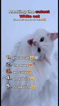 Top 5 Cutest White Cats Ever 🤍🐱