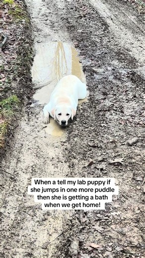Labs love water #funny #cute #labrador #puppy