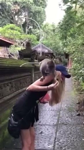 monkey core|funny fails #failvideos