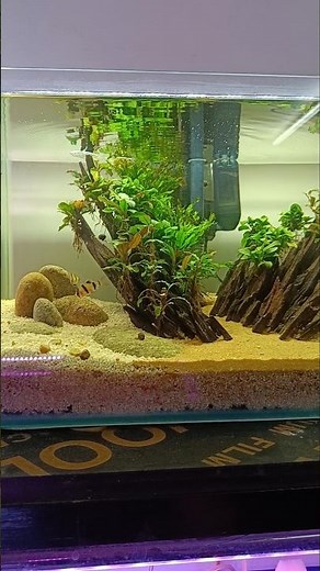 Mini Aquarium Setup with Driftwood – Simple and Easy