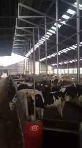 16 Robots organised in 2 groups of 8 either side of central feed passage. 1000 cows! | Lely Center Mullingar Robotic Milking