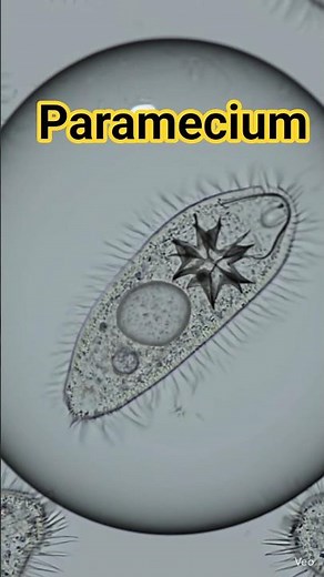 Paramecium moving in water #shorts #biology