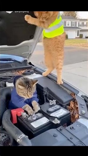 Catfighting #catfighting#funny