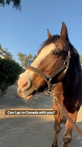 3.5K views · 151 reactions | Piper says hi to Canada  #piperthepony #pony #horse #horsesandhumor | Evan’s Horses & Humor | Facebook