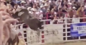 Video shows bull jumping over fence at rodeo in Oregon