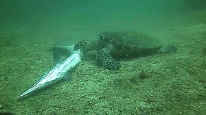 10K views · 96 reactions | Ever wonder what turtles eat? Mmmm... Sushi!! | Rocket Frog Divers | Facebook