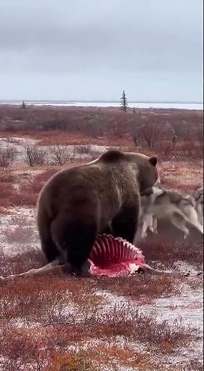 회색곰 vs 늑대 무리 (캐나다 매니토바)/Grizzly Bear vs Wolves (Manitoba, Canada)