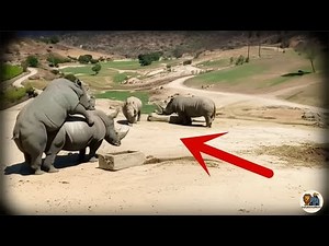 Aggressive Rhino Charges! You Won't Believe Why!