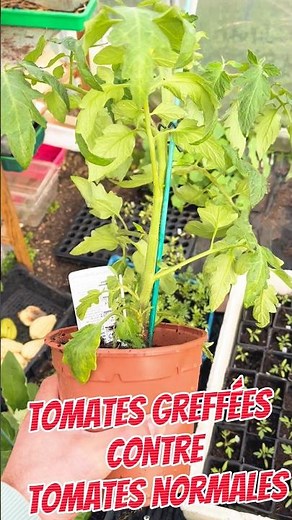 Plants at €10 vs. Free Seedlings: The Test