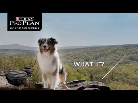 PRO PLAN – Life Changing Nutrition