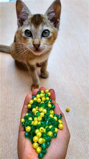ASMR Satisfying 🌈 Beads Cat Reverse Magic#shorts #cat #sleepasmr #beadsasmr #satisfying