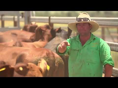 Allflex Australia's Favourite Tags