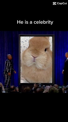Celebrity Bunny | Cute Rabbit TikTok Compilation