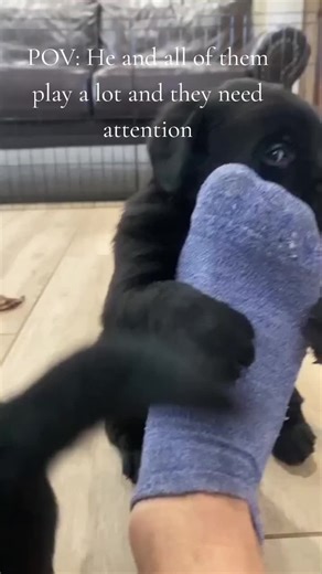 It's adorable watching them play Labs are so fun-loving #labpuppy #labradorretriever #dogsoftiktok #pet #dogsoftiktok