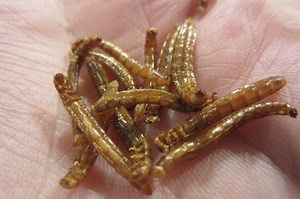 Step-by-Step Guide: How to Prepare and Cook Mealworms