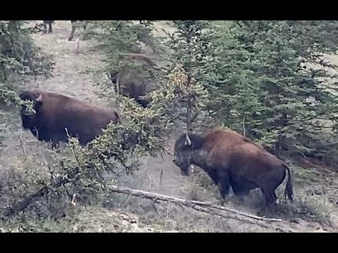 6mm Arc To The Yukon What is this Guy Thinking??!!!! HD 1080p