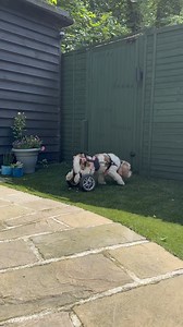 3.4K views · 113 reactions | Doggy Daily Episode 335: Harry the Cockapoo  #cockapoo #paraplegicdog #doggrooming | Doggy Styling | Facebook