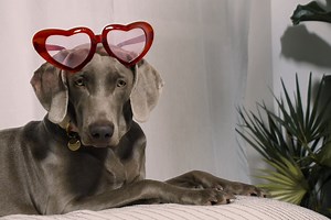 Best Doggy Style Videos