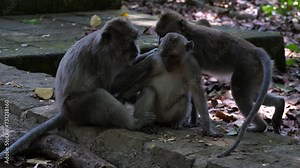 Three long-tailed macaques (also known as crab-eating macaques)