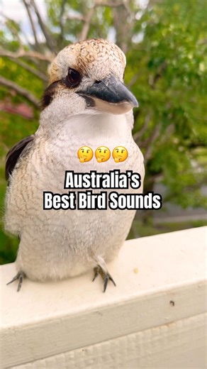 AUSTRALIAN BIRD SOUNDS | Can you name these iconic Australian bird Calls? 🤔