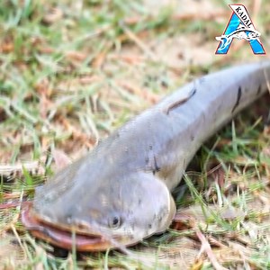 7.2K views · 97 reactions | Best Amazing Cast Net Fishing Techniques | Everyone Should Watch This #fishing #NetFishing #bigfish | KADAL | Facebook