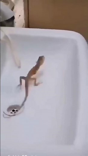 Lizard Playing the drum | Dancing lizard | Lizard |Smallest lizard *Cute lizard | start