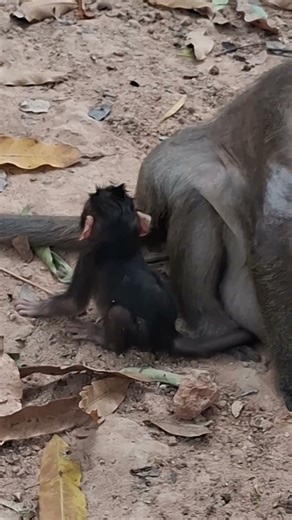 #Shorts #YouTubeShorts #ViralShorts #TrendingShorts #CuteAnimals #AnimalShorts #FunnyAnimals #CuteA