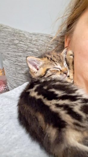 35 reactions | Princess Pea here saying its bed time  #cat #kitten #catsofinstagram #princesspea #catlovers | The Porch Potato Posse | Facebook