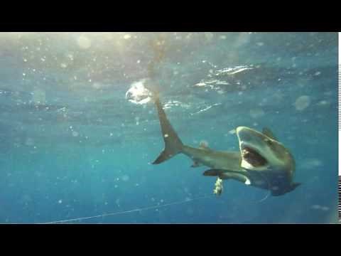 Shark Stomach Eversion