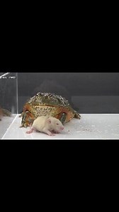 Giant Bullfrog Eating Gray Rat | Insect Forest