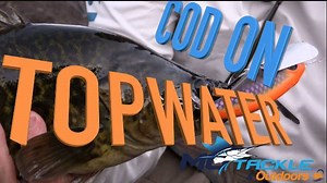 Everyone loves topwater Murray Cod, Ash explains some tips and techniques on what works for him. | MoTackle & Outdoors