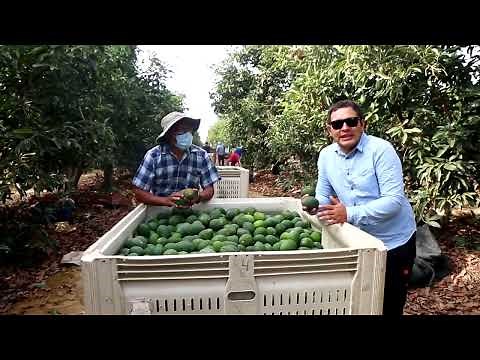 Proceso de cosecha y post cosecha de palta | aguacate hass