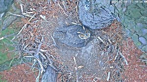 We got a good look at the face of the female Great Horned Owl on our Eagle Cam. She's currently sitting on two eggs that will hopefully hatch in early March. You might also notice how amazingly far these owls can turn their heads - up to 270 degrees due to their unique spinal structure and strong neck muscles. The female can see what's happening all around her without getting off the eggs. Very handy! 🦉🦉 | Friends of Blackwater NWR