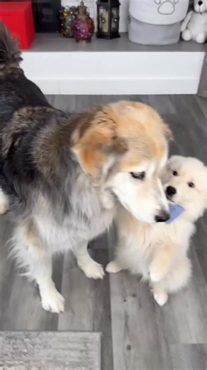 Tyson has the patience of a saint. #puppy #puppies #goberian #husky #goldenretriever #puppiesofinstagram | The Half Husky Bros