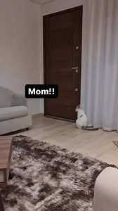981K views · 10K reactions | Missing Mama 梁❤️ Double tap  and follow us for more cats content ☑️ Follow @cattyspurr  Follow @cattyspurr  Follow @cattyspurr  —————————————— Credits unknown Dm for credit and removal Tags #cat #catsofins #lonely #cat #mama | Cattyspurr Daily Cat Joy | Facebook