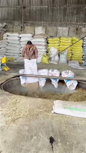 Complete Automatic Feeding System | TMR Mixer + Conveyor + Feed Spreader Working Process