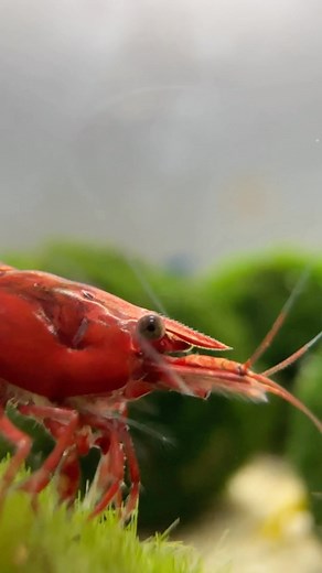 4.9K views · 37 reactions | Red Cherry on Marimo Moss Ball 朗 DAKUAQUATICS.COM #neocaridina #marimo #macro #closeup #dakuaquatics #aquarium #aquariumhobby #fishtank #aquascape #aquariumfish #fish #aqua #aquariumsofinstagram #aquascaping #freshwateraquarium #tropicalfish #fishkeeping #plantedtank #plantedaquarium #glassbox #natureaquarium #freshwater #freshwaterfish #aquascaper #cichlid #aquariumplants #fishy #aquaticplants #fishtanks | Daku Aquatics | Facebook