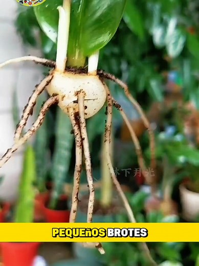 Técnicas sencillas para reproducir plantas en casa